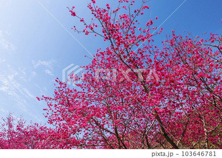 Beautiful Taiwan cherry blooming in the park of Nantou, Taiwan. Beautiful Taiwan cherry blooming in the park of Nantou, Taiwan. 103646781