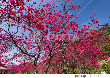 Beautiful Taiwan cherry blooming in the park of Nantou, Taiwan. Beautiful Taiwan cherry blooming in the park of Nantou, Taiwan. 103646782