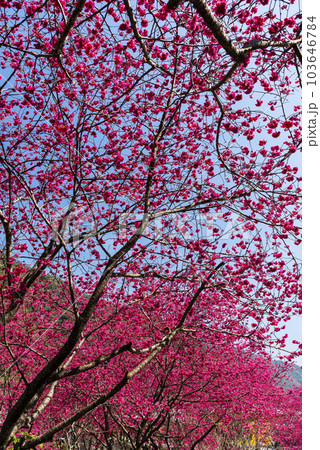 Beautiful Taiwan cherry blooming in the park of Nantou, Taiwan. Beautiful Taiwan cherry blooming in the park of Nantou, Taiwan. 103646784