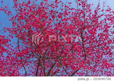 Beautiful Taiwan cherry blooming in the park of Nantou, Taiwan. Beautiful Taiwan cherry blooming in the park of Nantou, Taiwan. 103646786