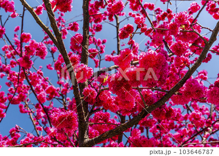 Beautiful Taiwan cherry blooming in the park of Nantou, Taiwan. 103646787