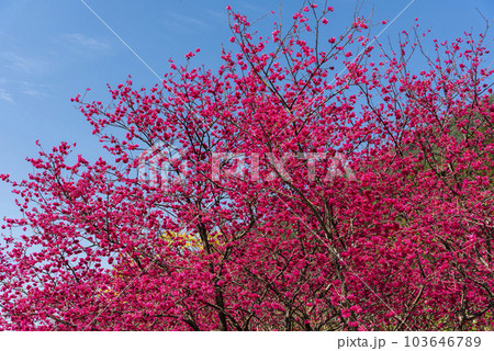 Beautiful Taiwan cherry blooming in the park of Nantou, Taiwan. Beautiful Taiwan cherry blooming in the park of Nantou, Taiwan. 103646789