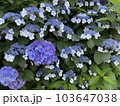 アジサイ 103647038