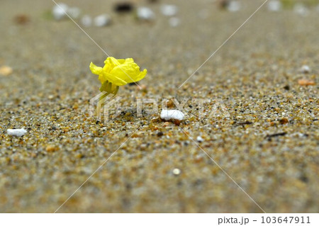砂浜の黄色い花 103647911