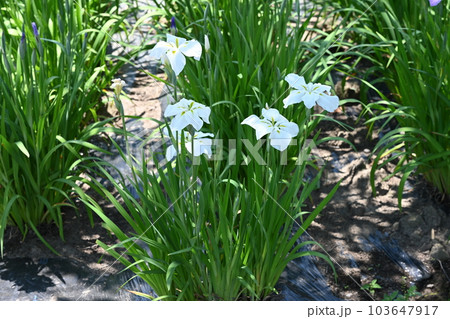 伊勢崎市赤堀花菖蒲園に咲いている菖蒲 103647917