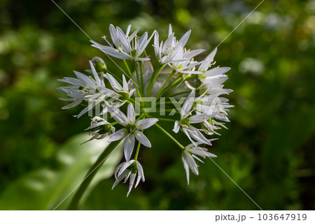 Beautiful blooming white flowers of ramson - wild garlic Allium ursinum plant in homemade garden. Close-up. Organic farming, healthy food, BIO viands, back to nature concept 103647919