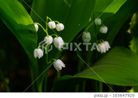 Lily of the Valley flowers Convallaria majalis with tiny white bells. Macro close up of poisonous flowering plant. Springtime herald and popular garden flower 103647920