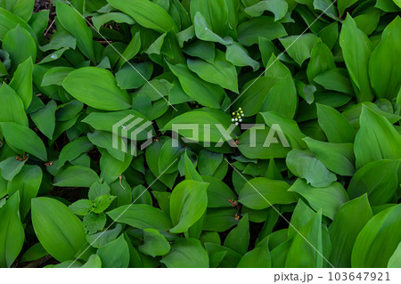 Dark green leaves of lily of the valley. Convallaria majalis. Fibonacci spiral in nature. Copy space. Selective focus 103647921