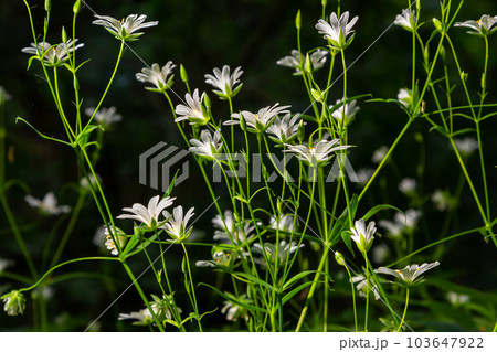 Stellaria holostea. delicate forest flowers of the chickweed, Stellaria holostea or Echte Sternmiere. floral background. white flowers on a natural green background. flowers in the spring forest 103647922