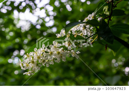 Bird cherry in bloom, spring nature background. White flowers on green branches. Prunus padus, known as hackberry, hagberry, or Mayday tree, is a flowering plant in the rose family Rosaceae 103647923
