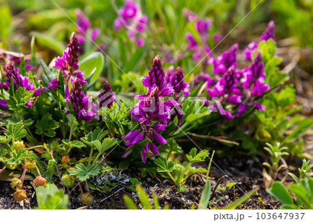 Polygala vulgaris, known as the common milkwort, is a herbaceous perennial plant of the family Polygalaceae. Polygala vulgaris subsp. oxyptera, Polygalaceae. Wild plant shot in summer 103647937