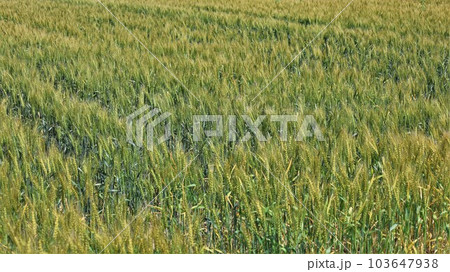 麦畑（動画あり） 103647938