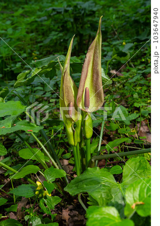 Cuckoopint or Arum maculatum arrow shaped leaf, woodland poisonous plant in family Araceae. arrow shaped leaves. Other names are nakeshead, adder's root, arum, wild arum, arum lily, lords-and-ladies Cuckoopint or Arum maculatum arrow shaped leaf, woodland poisonous plant in family Araceae. arrow shaped leaves. Other names are nakeshead, adder's root, arum, wild arum, arum lily, lords-and-ladies 103647940