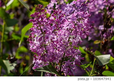 purple lilac shrub blossoms in spring. Beautiful floral nature wallpaper in the green garden purple lilac shrub blossoms in spring. Beautiful floral nature wallpaper in the green garden 103647941