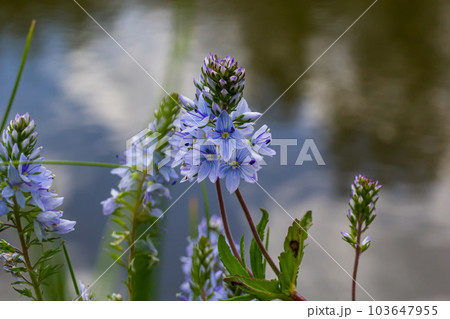 Closeup on the brlliant blue flowers of germander speedwell, Veronica prostrata growing in spring in a meadow, sunny day, natural environment Closeup on the brlliant blue flowers of germander speedwell, Veronica prostrata growing in spring in a meadow, sunny day, natural environment 103647955