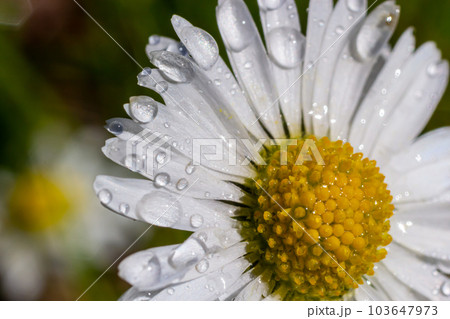 White daisies flowers growing together on a green lawn. Floral spring background 103647973