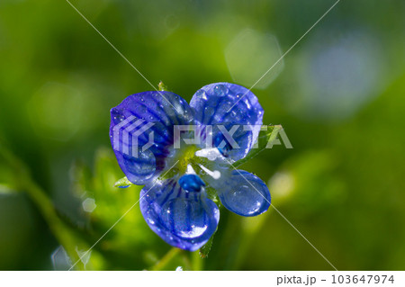 Closeup on the brlliant blue flowers of germander speedwell, Veronica chamaedrys growing in spring in a meadow, sunny day, natural environment Closeup on the brlliant blue flowers of germander speedwell, Veronica chamaedrys growing in spring in a meadow, sunny day, natural environment 103647974