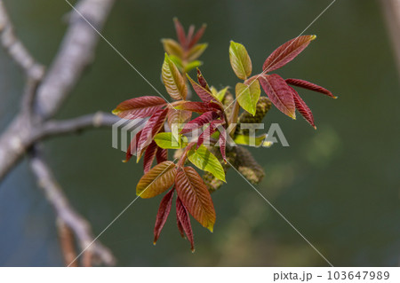 Walnut twig in spring, Walnut tree leaves and catkins close up. Walnut tree blooms, young leaves of the tree in the spring season, nature outdoors Walnut twig in spring, Walnut tree leaves and catkins close up. Walnut tree blooms, young leaves of the tree in the spring season, nature outdoors 103647989