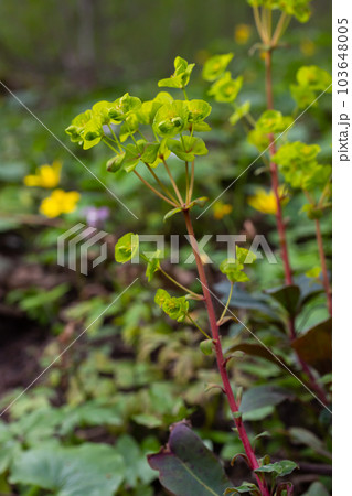 Close up of the yellow flowers of Cypress spurge Euphorbia cyparissias or leafy spurge Euphorbia esula Close up of the yellow flowers of Cypress spurge Euphorbia cyparissias or leafy spurge Euphorbia esula 103648005
