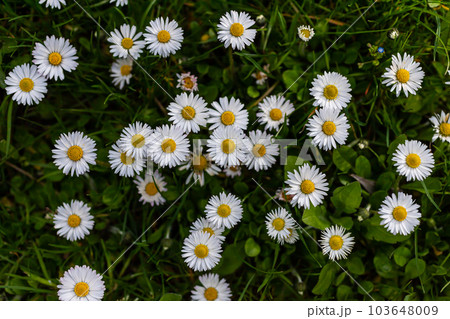 White daisies flowers growing together on a green lawn. Floral spring background White daisies flowers growing together on a green lawn. Floral spring background 103648009