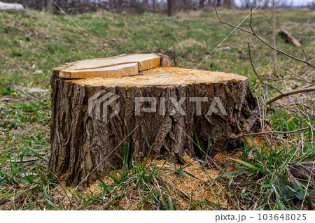 A tree stump in a spring forest, ecological problems associated with deforestation A tree stump in a spring forest, ecological problems associated with deforestation 103648025