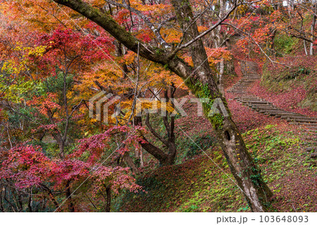 紅葉に映える用作公園(ゆうじゃくこうえん)紅葉狩り風景 「大分県豊後大野市」 紅葉に映える用作公園(ゆうじゃくこうえん)紅葉狩り風景 「大分県豊後大野市」 103648093