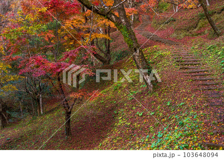 紅葉に映える用作公園（ゆうじゃくこうえん）紅葉狩り遊歩道風景　「大分県豊後大野市」 103648094