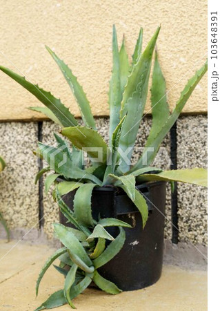 Huge Aloe, growing in a pot, droken pot. Huge Aloe, growing in a pot, droken pot. 103648391