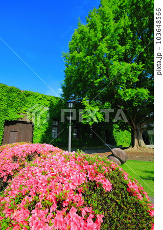 【岡山県】晴天の倉敷美観地区（倉敷アイビースクエア） 103648566