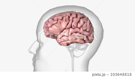The Healthy Brain Volume 3D 103648818