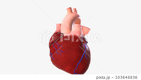 The Irregular Heartbeat and Hypertension 103648836