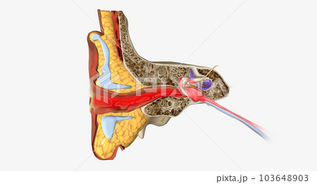 An outer ear infection, also called otitis externa 103648903