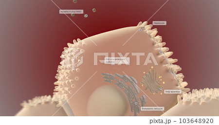 At the cellular level, the hepatitis A virus (HAV) invades liver cells (hepatocytes) and replicates. 103648920