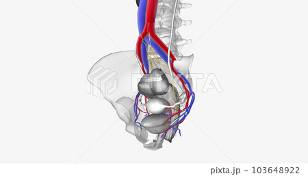 The bladder is supplied with oxygenated blood mainly by the superior and inferior vesical arteries. The bladder is supplied with oxygenated blood mainly by the superior and inferior vesical arteries. 103648922