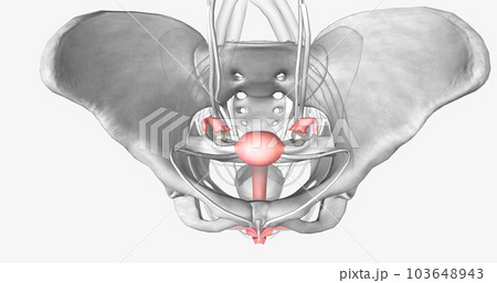Female reproductive system in pelvis Female reproductive system in pelvis 103648943