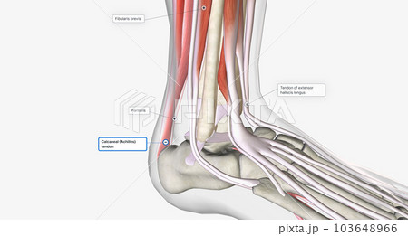 Extension, or dorsiflexion, of the ankle occurs primarily thanks to the tibialis anterior, extensor hallicus longus, and extensor digitorum longus muscles. 103648966
