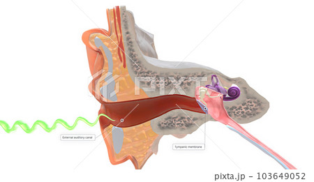 During hearing, vibrations move from the external environment towards the ear. During hearing, vibrations move from the external environment towards the ear. 103649052