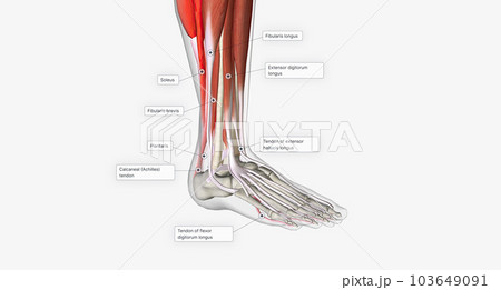 Extension, or dorsiflexion, of the ankle occurs primarily thanks to the tibialis anterior, extensor hallicus longus, and extensor digitorum longus muscles. Extension, or dorsiflexion, of the ankle occurs primarily thanks to the tibialis anterior, extensor hallicus longus, and extensor digitorum longus muscles. 103649091