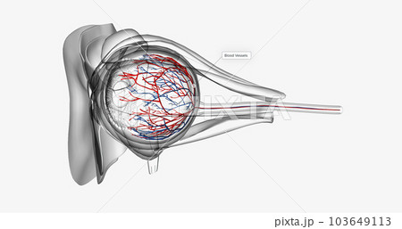 The blood vessels are the part of the circulatory system that transports blood throughout the human body. The blood vessels are the part of the circulatory system that transports blood throughout the human body. 103649113