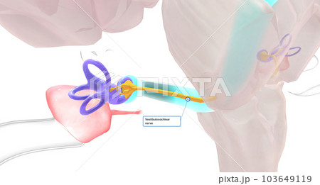 The auditory information is transmitted from the basilar membrane in the cochlea to the primary auditory cortex in the brain. The auditory information is transmitted from the basilar membrane in the cochlea to the primary auditory cortex in the brain. 103649119