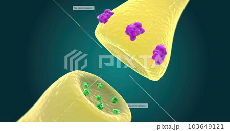 The amount of dopamine receptors in the neurons of the reward pathway is reduced. 103649121