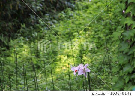 奈良桜井　大神神社　さゆり園 103649148