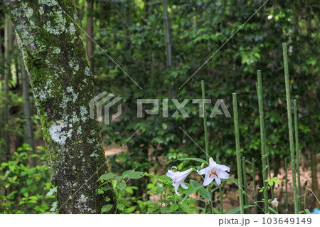奈良桜井　大神神社　さゆり園 103649149