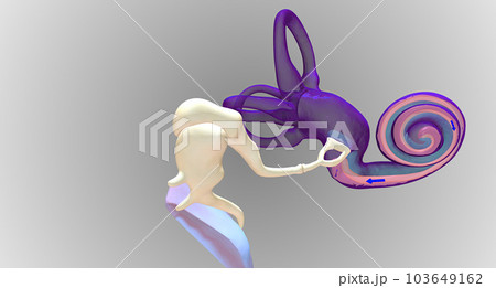 In the inner ear, sound waves move into a fluid-filled, spiral bone called the cochlea. 103649162