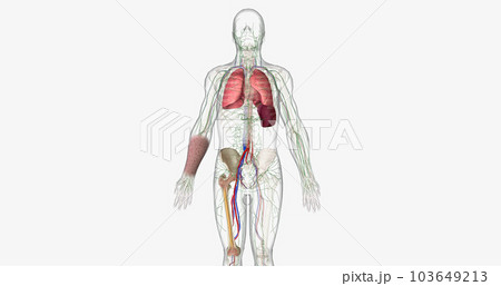 The CML, Signs and Symptoms 103649213