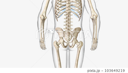 Bone marrow is a spongy, jelly-like tissue that can be found in the hollow centers of certain bones. 103649219