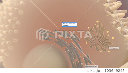 At the cellular level, the hepatitis A virus (HAV) invades liver cells (hepatocytes) and replicates. 103649245