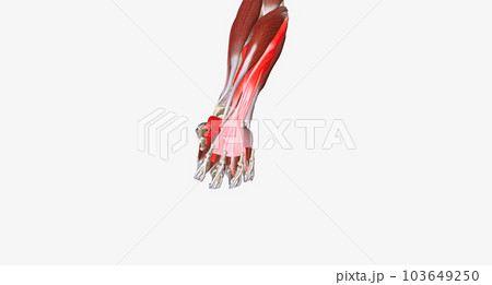 Hand Grip is the action of grasping and manipulating objects. 103649250