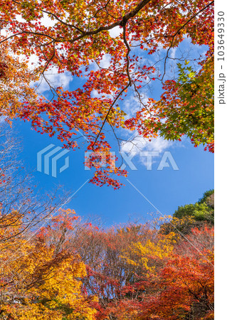 秋晴れの空を見上げる景色 紅葉に映える用作公園(ゆうじゃくこうえん)「大分県豊後大野市」 秋晴れの空を見上げる景色 紅葉に映える用作公園(ゆうじゃくこうえん)「大分県豊後大野市」 103649330