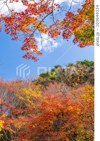秋晴れの空を見上げる景色 紅葉に映える用作公園(ゆうじゃくこうえん)「大分県豊後大野市」 秋晴れの空を見上げる景色 紅葉に映える用作公園(ゆうじゃくこうえん)「大分県豊後大野市」 103649334